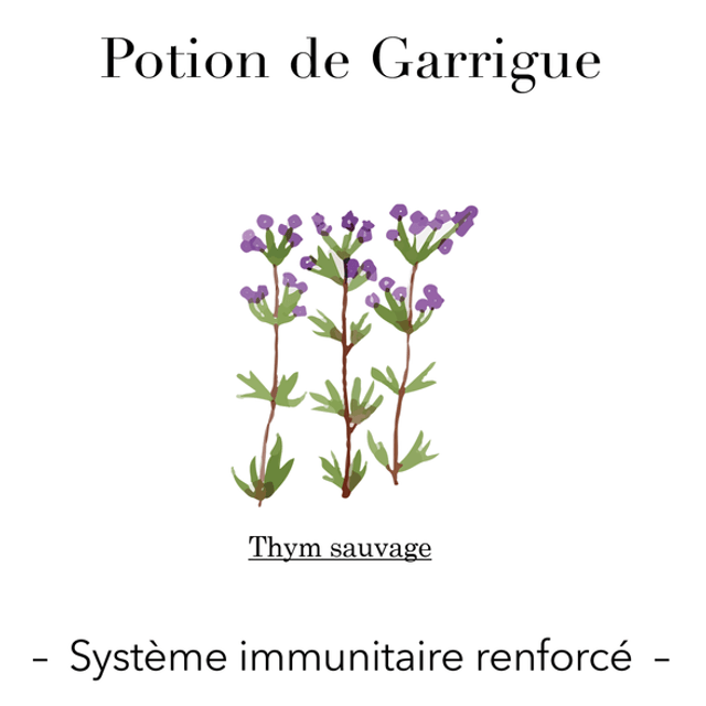 Potion de Garrigue - Système immunitaire renforcé