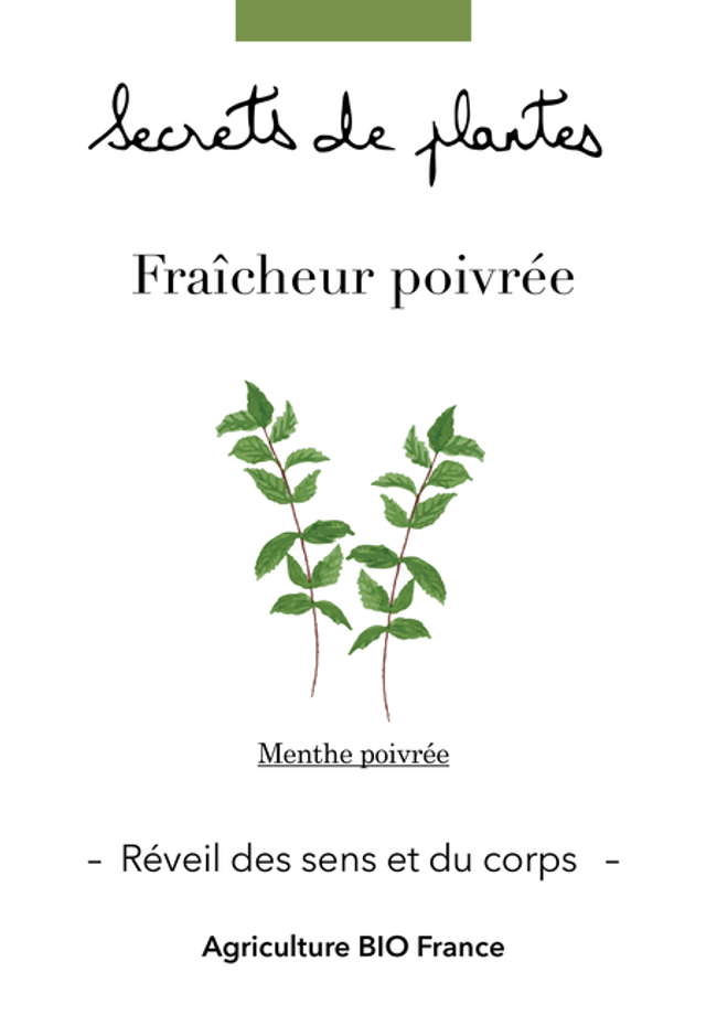Fraîcheur poivrée - Réveil des sens et du corps