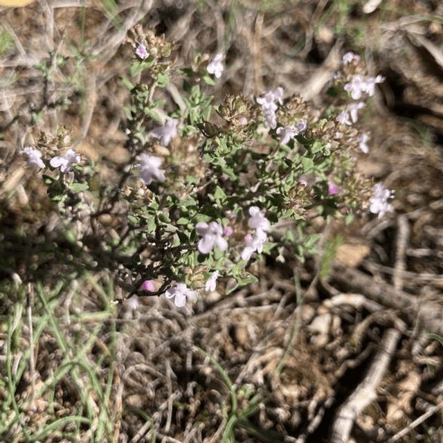 Potion de Garrigue - Système immunitaire renforcé